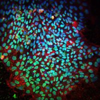 Tajbakhsh lab (@labtajbakhsh) 's Twitter Profile Photo Tajbakhsh lab (@labtajbakhsh) 's Twitter Profile Photo
