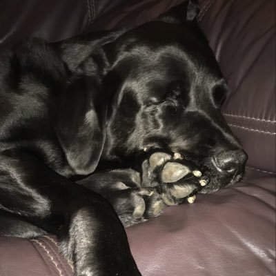 Black lab living in Somerset & looking after two humans. Sleep. Eat. Mosh.