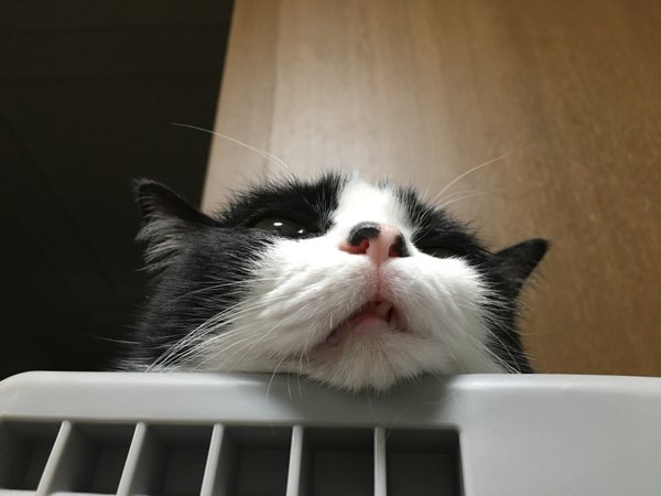 みかんの国からうどんの国へ里帰り 大雑把な旦那とコミカルな猫と、2018年4月に産まれた長女、2021年7月に産まれた長男と暮らしています