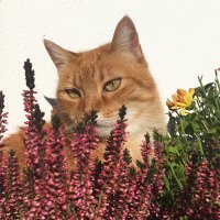 Lo. (@buonappatata) 's Twitter Profile