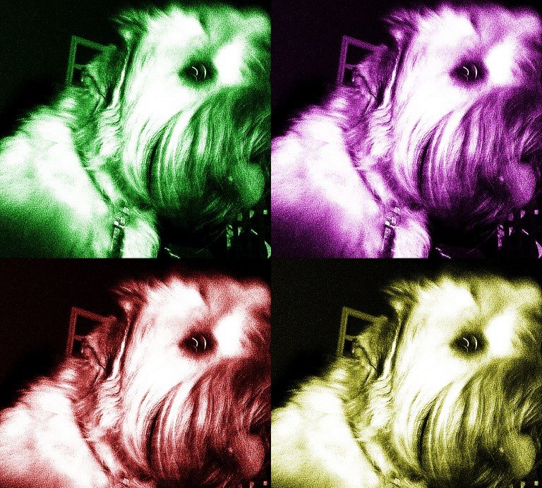 two rescued wheaten terriers who love napping, wrestling, cheese, harry potter, long walks, more napping & more cheese