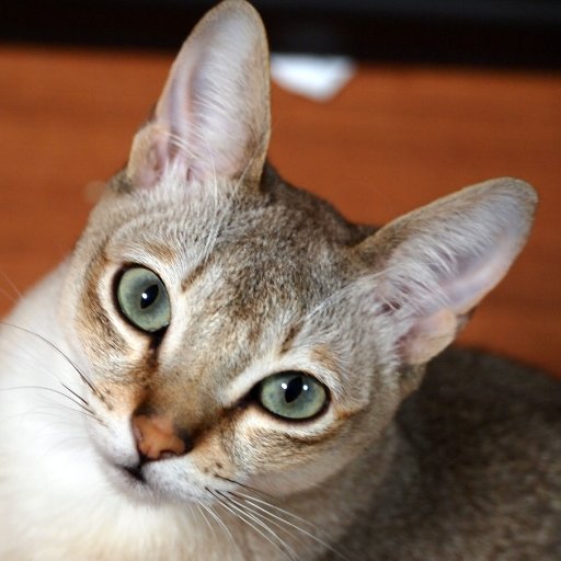 Smith__0108's profile picture. 愛媛→京都→神奈川→千葉
初台碁聖戦とかに出没して団体戦に出ています。