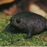 Sad Frog(@bitikbeyin) 's Twitter Profile Photo