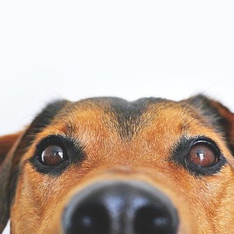 Natürlich kann man auch ohne Hund leben. Es lohnt sich nur nicht!