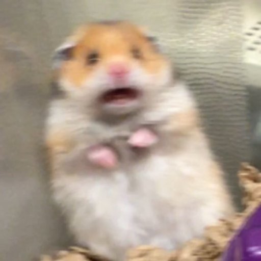 quelqun_dautre's profile picture. Des fois je code.