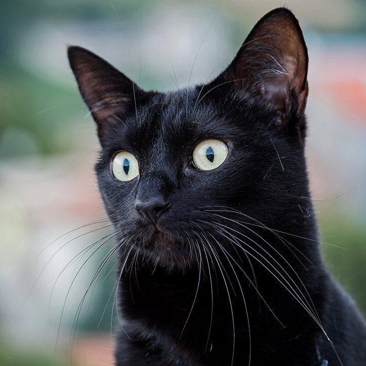 Ho vissuto con diversi maestri Zen ed erano tutti dei gatti. Eckhart Tolle 🐾
