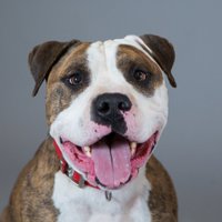 Pet Network Humane Society (@petnetworkhs) 's Twitter Profile