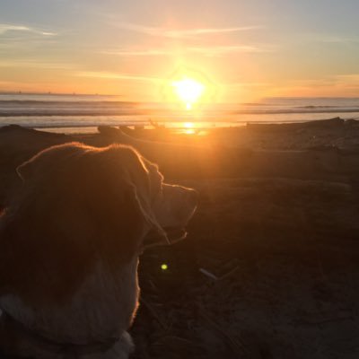 Roxyathome101's profile picture. Mom of two lovely beagles that gave us so much love!