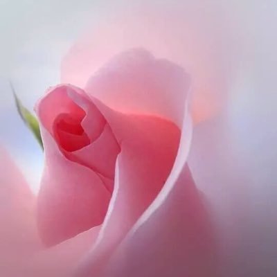 إبنة لأم وأب رائعين وافتخر بهما🌹..أم لأجمل ولد وبنت بالدنيا..كنت معلمة😔 .. موظفة بوزارة التربية.. محبة للحياة..حكمة أحاول العمل بها ( أسْعِد.. تَسْعَدْ)❤️..
