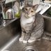 ToddBarry'sKitten (@toddbarrykitten) Twitter profile photo ToddBarry'sKitten (@toddbarrykitten) Twitter profile photo