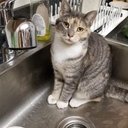 ToddBarry'sKitten - @ToddBarryKitten - Twitter