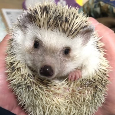 harihar54678987's profile picture. きくちくんとハマスイが好きです❣️ どちらも初心者なので先輩方の投稿を見るのを楽しみにしてます。夜になると仕事したくなる傾向強し🤣（アイコンはハリネズミ🦔だけど無類の猫好き🐈）