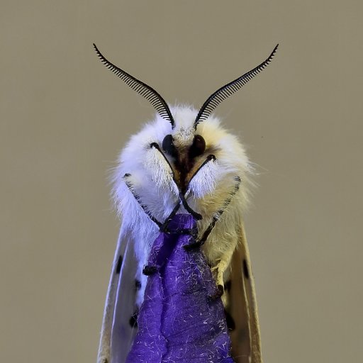 East Scotland Branch of Butterfly Conservation with a mission to save butterflies, moths and our environment 🦋🐛