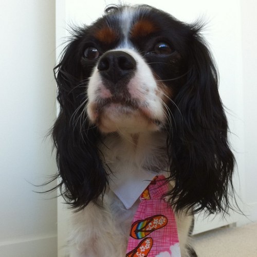 tokenosmoke's profile picture. 