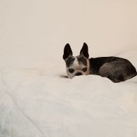 Debra (@debramouse) 's Twitter Profile