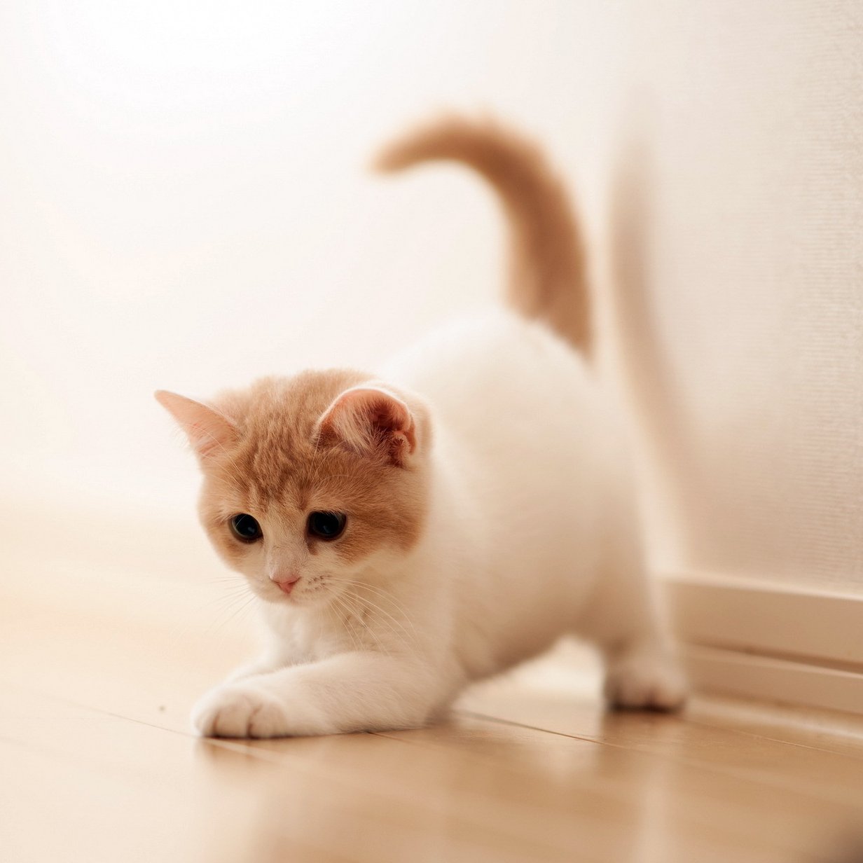 diytools2's profile picture. 