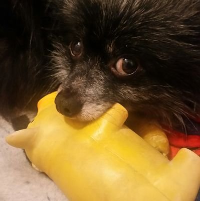 Toy Pom | 5 | Loves to play |