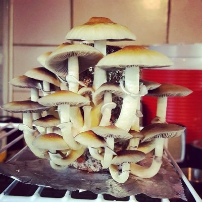 SHROOMS GROWER🍄 Best deals worldwide 🚚 Top quality magic mushrooms Dm for good trades🍄#shrooms #magicmushroom #LSD #mdma