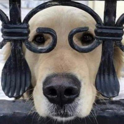 犬々 わんわん Hlwaya7387 Twitter 犬々 わんわん Hlwaya7387 Twitter