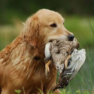 VernonPotato's profile picture. #Reaganite #Engineer #ComputerTechnologist #Accountant #MAGA #FAFO Goldens are the best Dogs. Dad was a WWII Hero! @vrocco1 on TruthSocial 🚫DMs!
