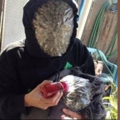 Shrimpsmitreis1's profile picture. @ids