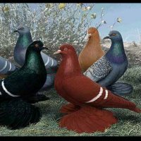 Arshad Quraishi (@arshadq65047646) 's Twitter Profile