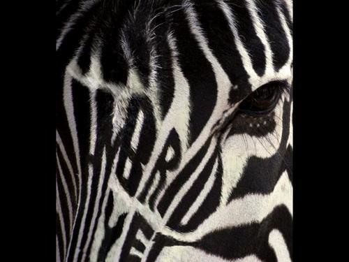 hybridhair's profile picture. Haircuts for the
Extremists
Crazies
Nuts
And
Converted