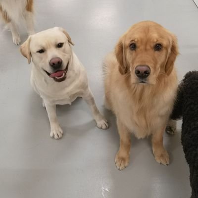 Veterinarian owned & operated dog daycare, boarding facility, and grooming salon in Calgary, Ab. #yyc
403-245-1997