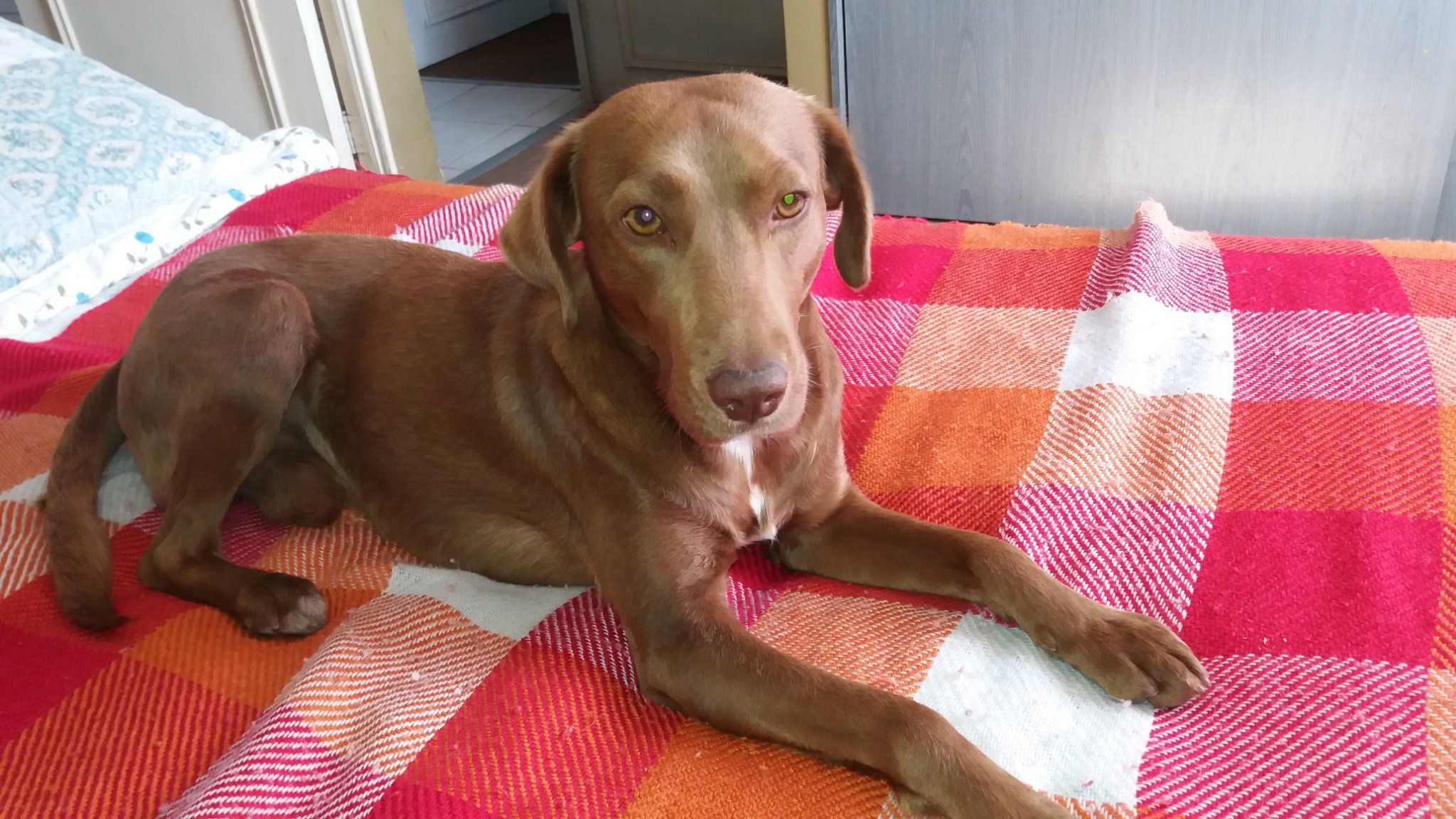 perritoedo's profile picture. 