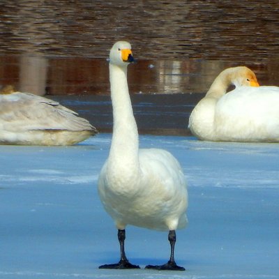 白鳥部長 現地秘書が観光情報をお知らせします Oirasetown Swan Twitter 白鳥部長 現地秘書が観光情報をお知らせします Oirasetown Swan Twitter
