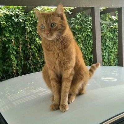 JustGoose1's profile picture. Eat. Sleeep.  Eat n Sleep some more.