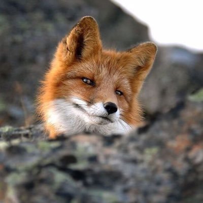 åę 024 äø»37.178.80 å„“28.167.52 å欢ęē» é²åŗ k9 spåøę认čÆä¼ē§äø»å„“
