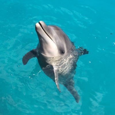 呟きイルカ パラオ Dolphinspacific Twitter