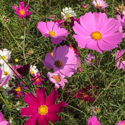 yukinko_112219's profile picture. アラサー夫婦 2018年12月無精子症発覚🙅‍♂️2019年2月MD-TESE × 愚痴多めになります。無言フォロー失礼します。身バレ防止の為鍵かけてますが気軽にフォローしていただけたら嬉しいです。 2019年6月よりAID3回目× 2020年2月より台湾での精子提供へ