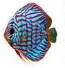 Top quality Wild Discus Fish Importer and reseller.