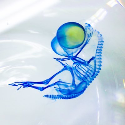 Baron_Asyura's profile picture. 悪いことができないように酷い名前にするんだよ