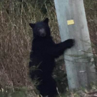 CaribooDragon's profile picture. Not a bot or algorithm.01% controls 99.99%Climate Alarmism is Criminal Fraud. only 2 sexes.Fear should not run your life. CRM, CJM, CHSO. Medically Retired