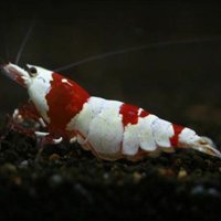 AQUA FORTUNE (@aquafortune2007) 's Twitter Profile Photo