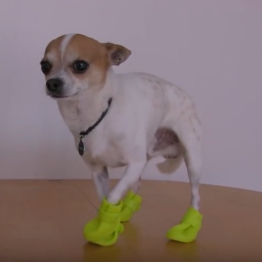 DogsHateBoots Profile Picture