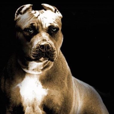 33+ American Amstaff Terrier For Sale Images