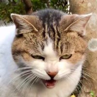 いんがめ←そろそろヤバゐ (@ingame298) 's Twitter Profile Photo いんがめ←そろそろヤバゐ (@ingame298) 's Twitter Profile Photo
