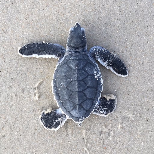 Sea turtle biologist in eastern North Carolina, hence posts mostly about turtles (and general coastal/marine conservation)