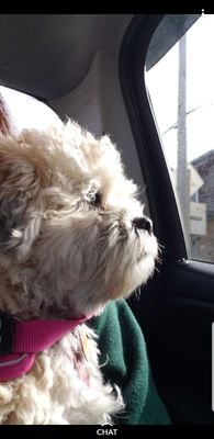 Jenniff84845194's profile picture. #homeschoolingmom, #proudpatriot, #immigrationreform, #maga