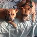 🐶🐾💞All About Dawgs💞🐕 (@allaboutdogzzz) Twitter profile photo 🐶🐾💞All About Dawgs💞🐕 (@allaboutdogzzz) Twitter profile photo
