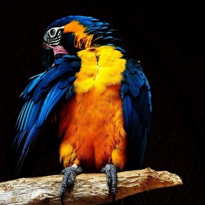 Dawn_B_Images's profile picture. I am a wildlife photographer who is based in Gloucester. I also do some still life photography, and I am branching out in to events.