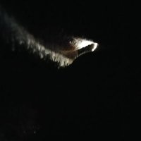 slapasaurus2(@slapasaurus2) 's Twitter Profile Photo