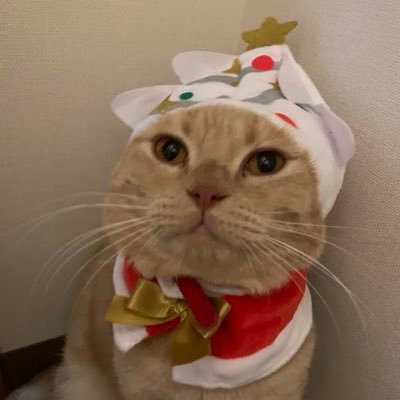 nekotani_sora Profile Picture