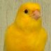 Canary Foundation for Freedom Profile picture
