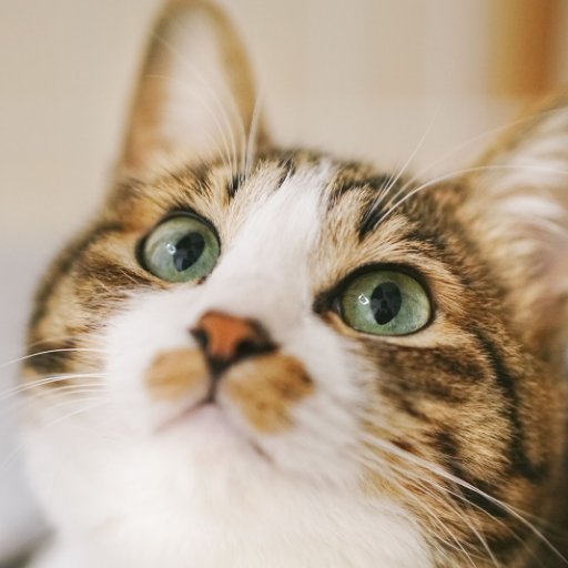 simon_sd12's profile picture. 動物のツイートが流れていくのを眺めて癒されるためのアカウントです。あまり有益なことは呟きません（フォロバもしていません）。

デザインの学校を出てデザイナーしたりゲームクライアントエンジニアしたりデータエンジニアをしたりして、今はアプリ開発を担当しています。

発言は個人の意見・見解であり、所属組織の意見・見解を以下略