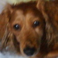 pei (@pei_uni) 's Twitter Profile